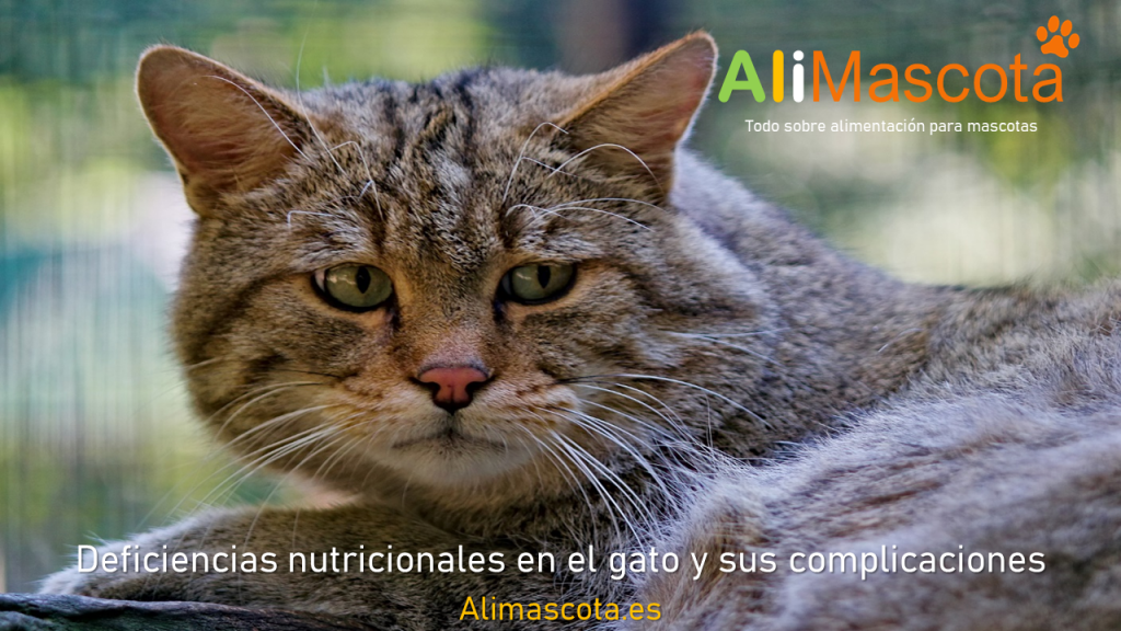Deficiencias nutricionales en el gato