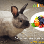 Frutas que pueden comer los conejos