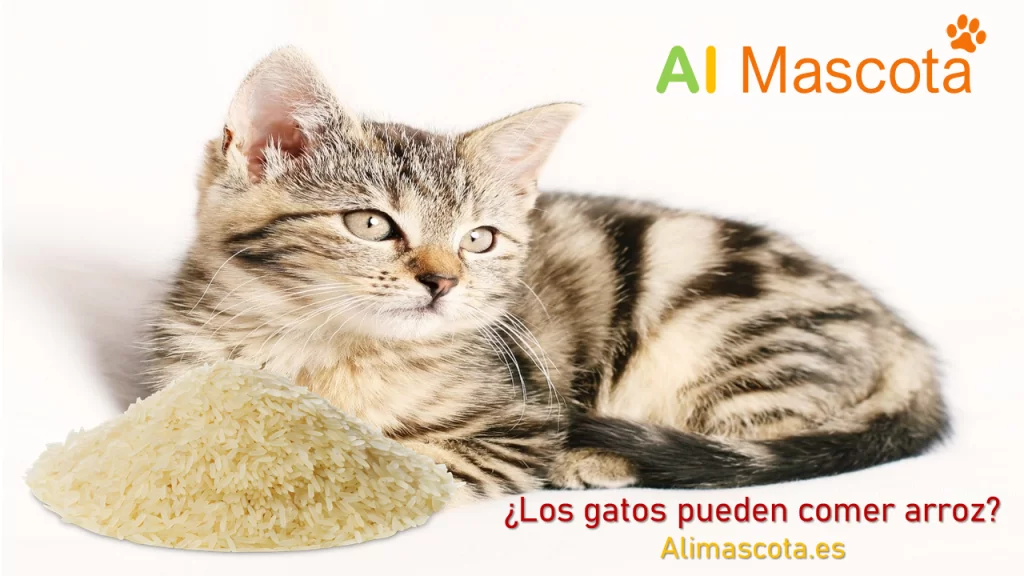 Los gatos pueden comer arroz