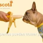 los perros pueden comer plátano