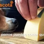 los perros pueden comer queso