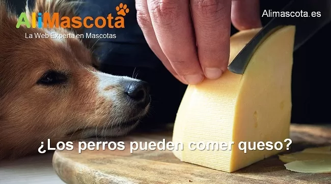 los perros pueden comer queso