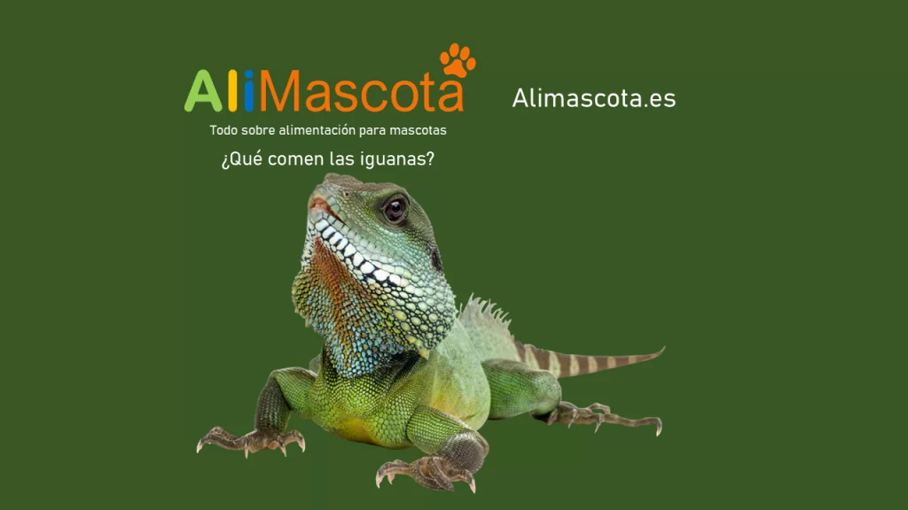 Qué comen las iguanas