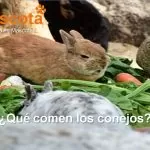 qué comen los conejos