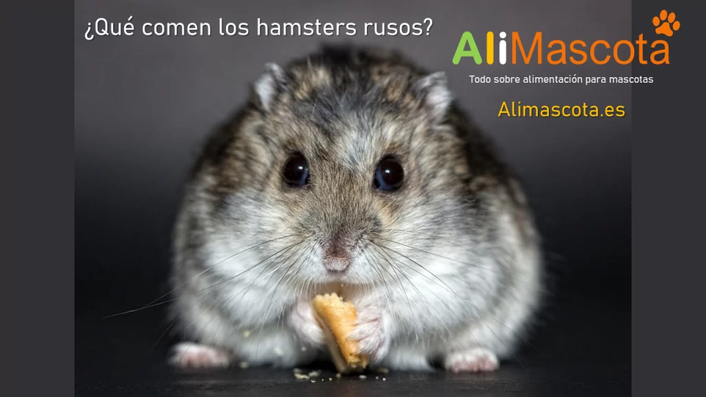 Qué comen los hamsters rusos