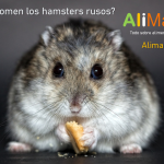 Qué comen los hamsters rusos