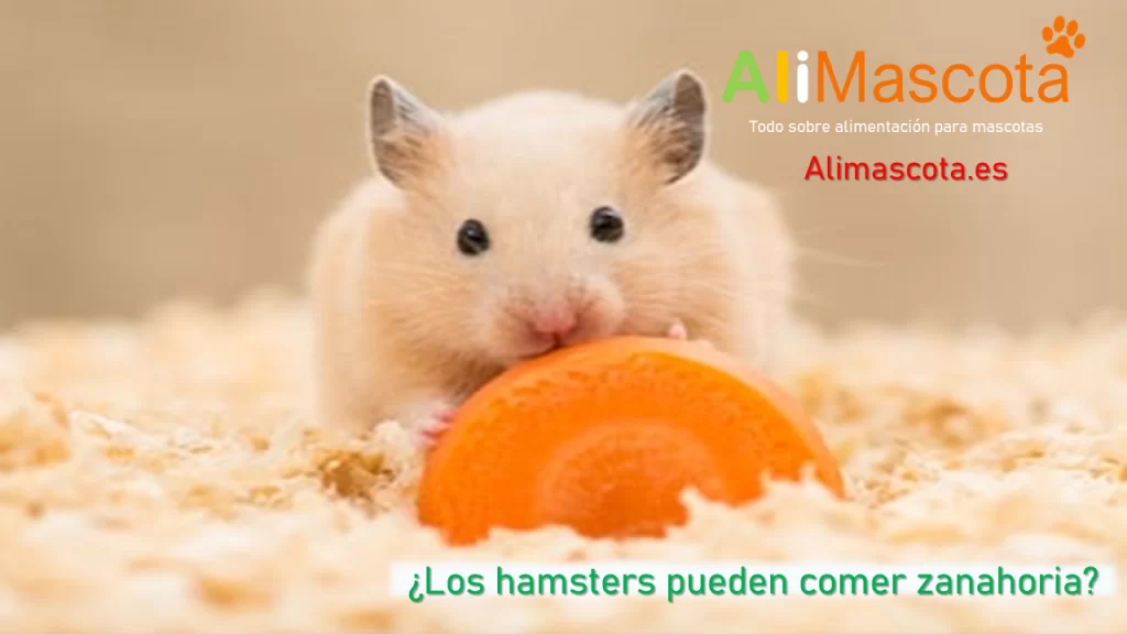 Los hamsters pueden comer zanahoria