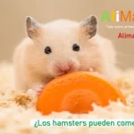 Los hamsters pueden comer zanahoria