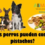Los perros pueden comer pistachos