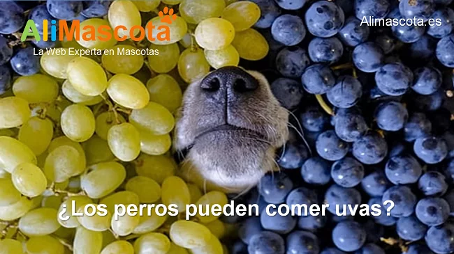 los perros pueden comer uvas pasas