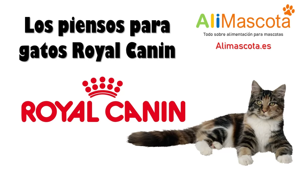 Pienso gatos Royal Canin