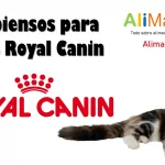 Pienso gatos Royal Canin