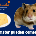 Los hamsters pueden comer queso