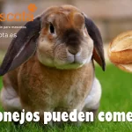 Los conejos pueden comer pan