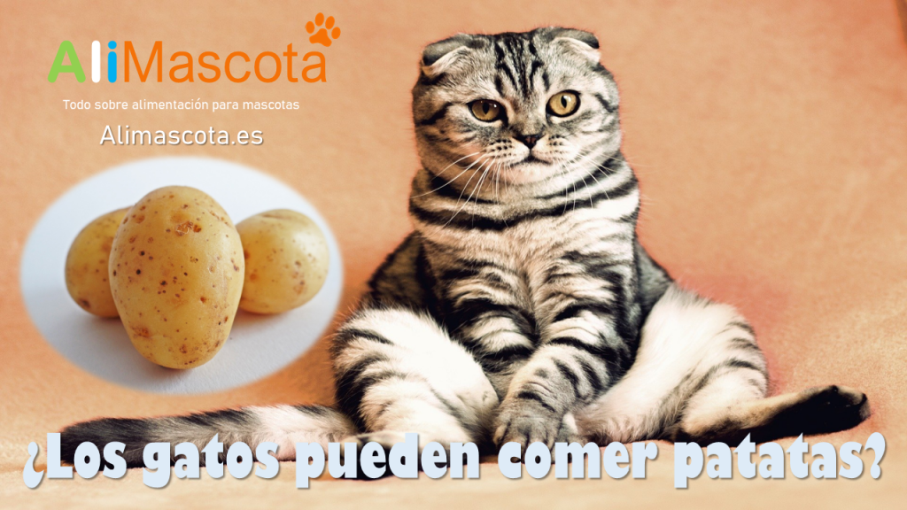Los gatos pueden comer patatas