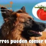 Los perros pueden comer tomate