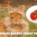 Los conejos pueden comer tomate