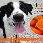 Los perros pueden comer naranja