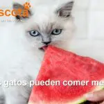 los gatos pueden comer melón