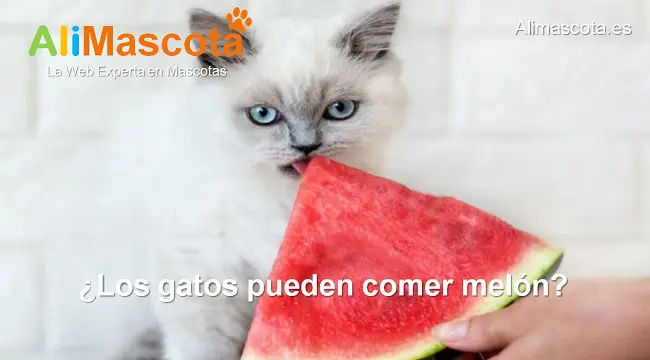 los gatos pueden comer melón