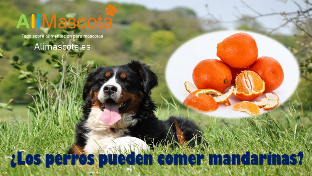 Los perros pueden comer mandarinas