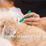 cómo poner la pipeta a un perro