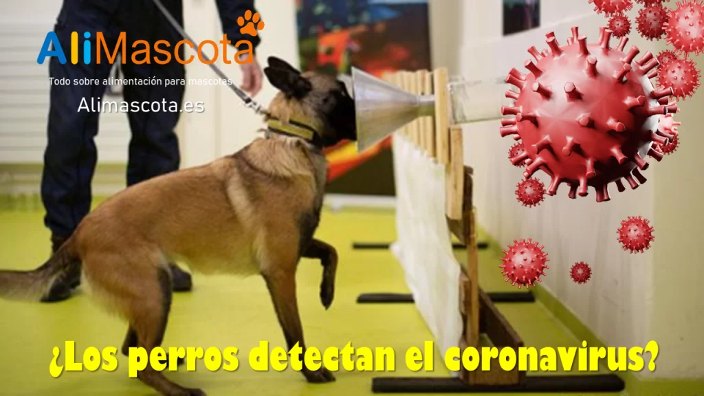 Los perros detectan el coronavirus