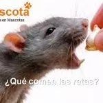 qué comen las ratas