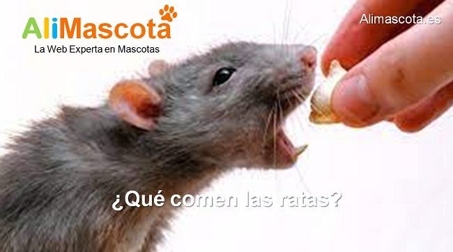 qué comen las ratas