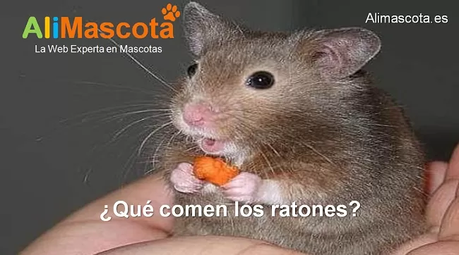 qué comen los ratones