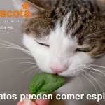 Los gatos pueden comer espinacas