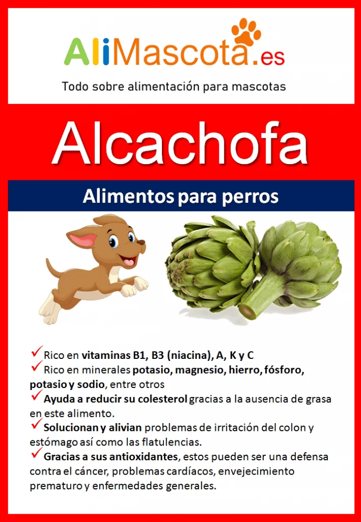Beneficios de la alcachofa para perros