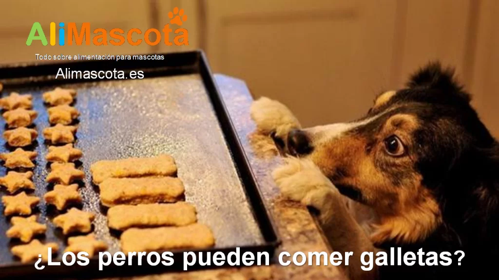 Los perros pueden comer galletas