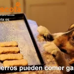 Los perros pueden comer galletas