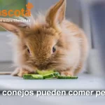 Los conejos pueden comer pepino