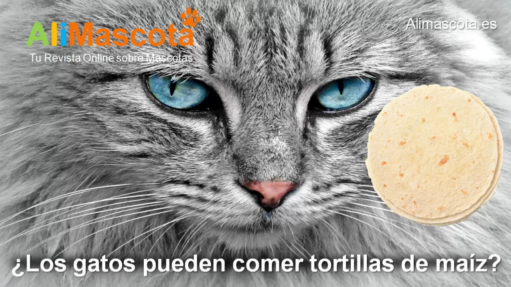 Los gatos pueden comer tortillas de maíz