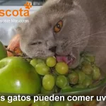 Los gatos pueden comer uvas