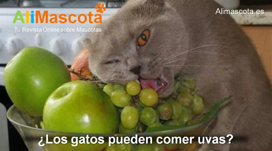 Los gatos pueden comer uvas