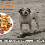 Los perros pueden comer frutos secos