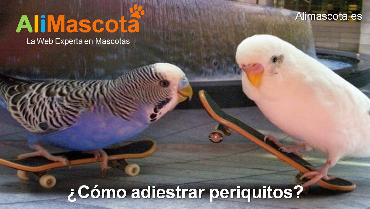 Como Hacer Que Tu Periquito No Te Muerda Cómo adiestrar periquitos? - ALIMASCOTA.ES