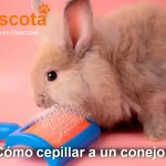 cómo cepillar a un conejo