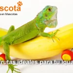 frutas para iguanas