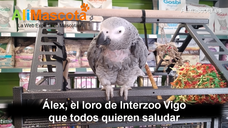 Interzoo Vigo - Álex