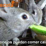 los conejos pueden comer calabacín