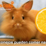 los conejos pueden comer naranja