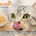 los gatos pueden comer quinoa