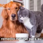 el mejor remedio natural para mascotas