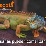 las iguanas pueden comer zanahoria