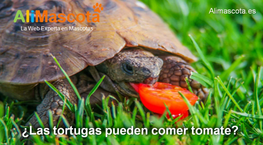 las tortugas pueden comer tomate