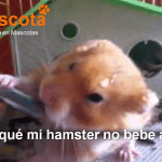 por qué mi hamster no bebe agua